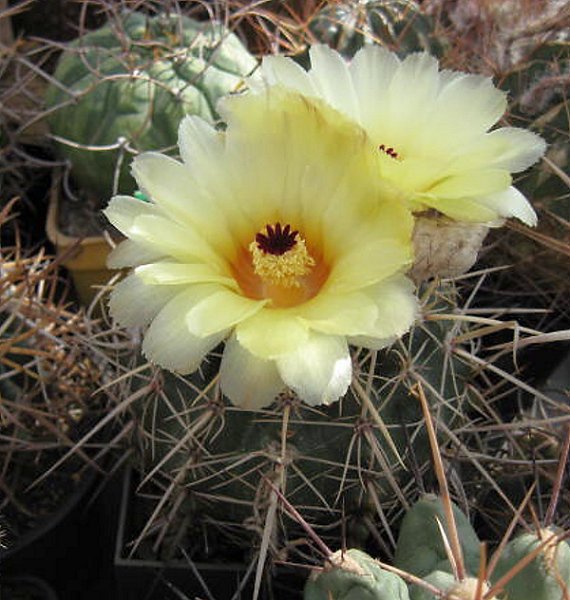 Notocactus turecekianus